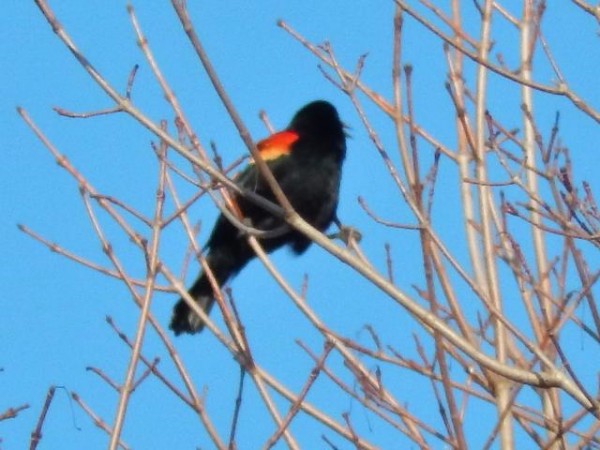 Red-winged Blackbird