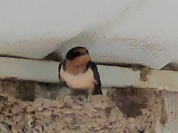 Barn Swallow