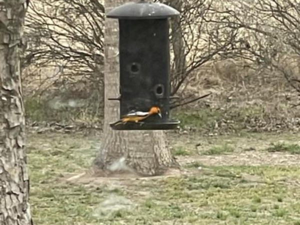 Bullock's Oriole