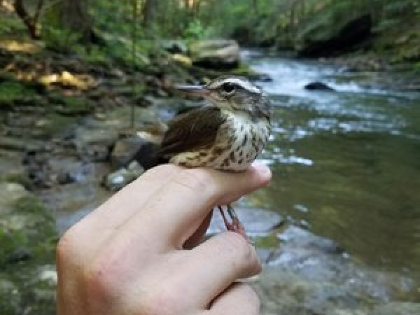 Louisiana Waterthrush