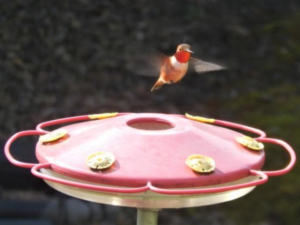 Rufous Hummingbird 
