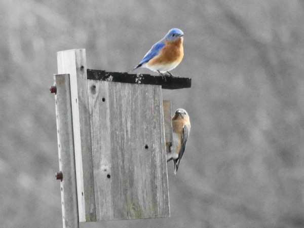 Eastern Bluebirds