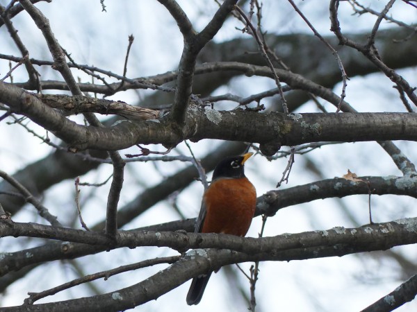 American Robin