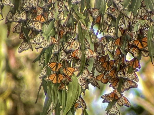 Monarchs at Pismo Beach Monarch Sanctuary