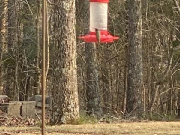 Ruby-throated Hummingbird