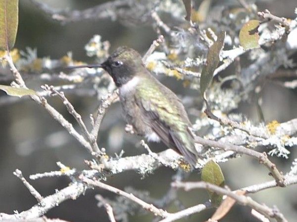 Black-chinned Hummingbird