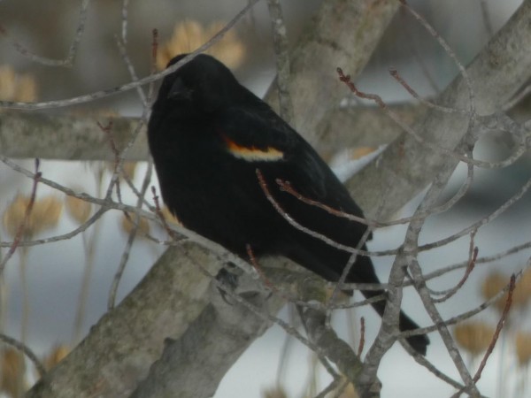 Red-winged Blackbird