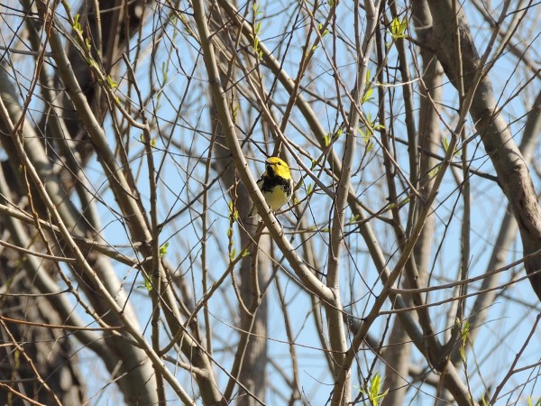 Black-throated Green Warbler