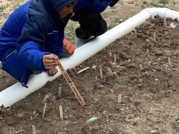 Students measuring emerging tulips
