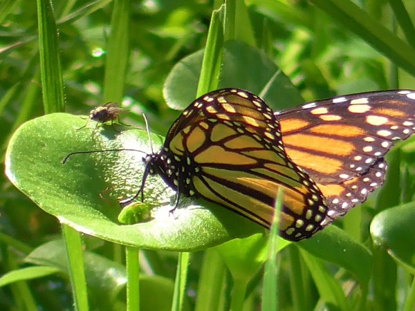 Monarch in California