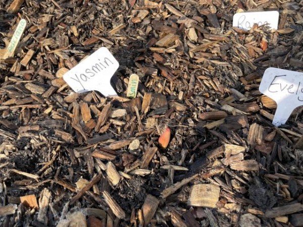 Tulips emerging in Cleveland, OH