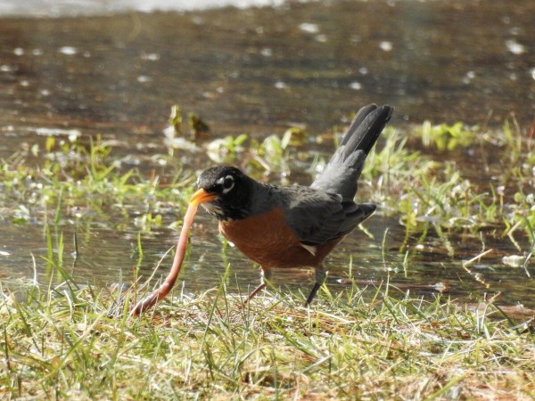 American Robin eating worm
