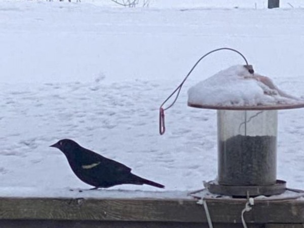 Red-winged Blackbird