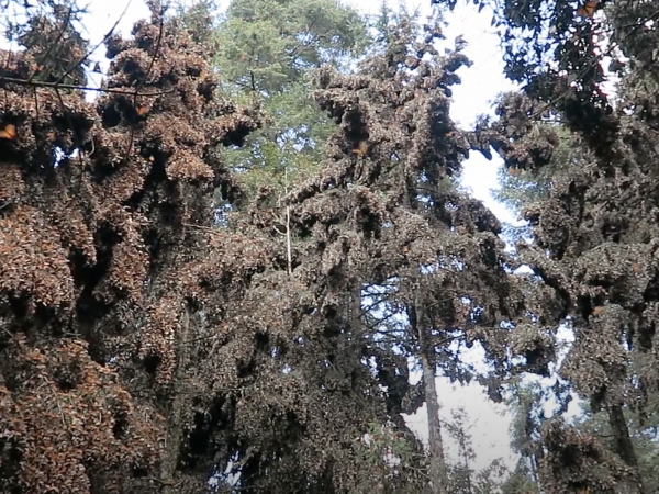 Colony of monarchs in Mexico