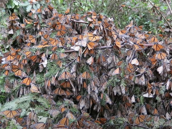 Monarchs warming up on the ground in Mexico