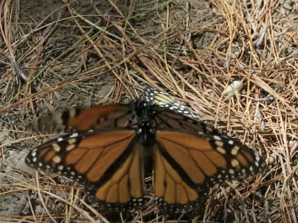 mating monarchs
