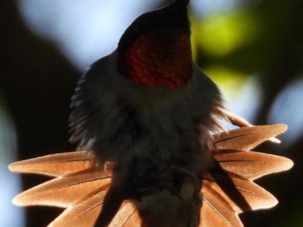 Ruby-throated Hummingbird