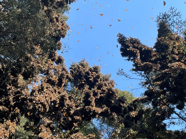 Monarchs at Sierra Chinca Sanctuary