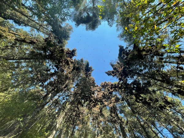 Monarchs at Sierra Chinca Sanctuary