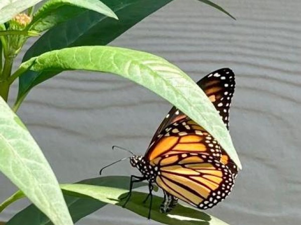 Monarch laying eggs in South Carolina