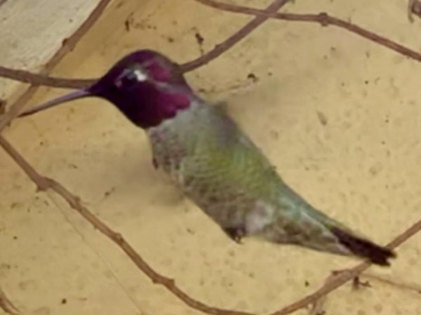 Anna's Hummingbird in California