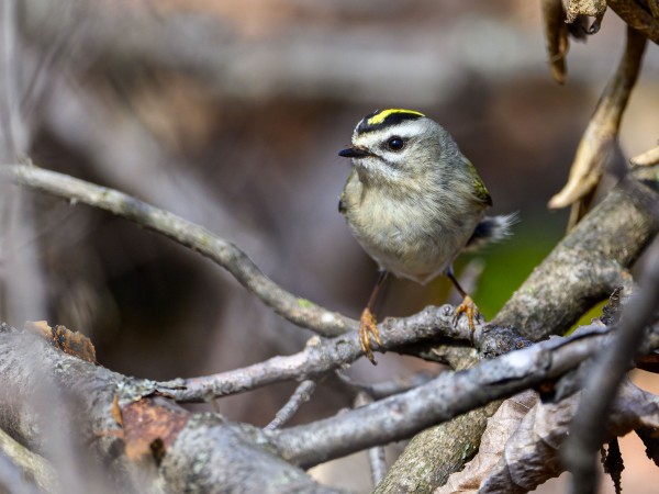 Golden-crowned Kinglet
