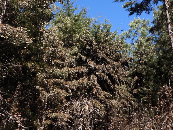 Colony at Cerro Pelon