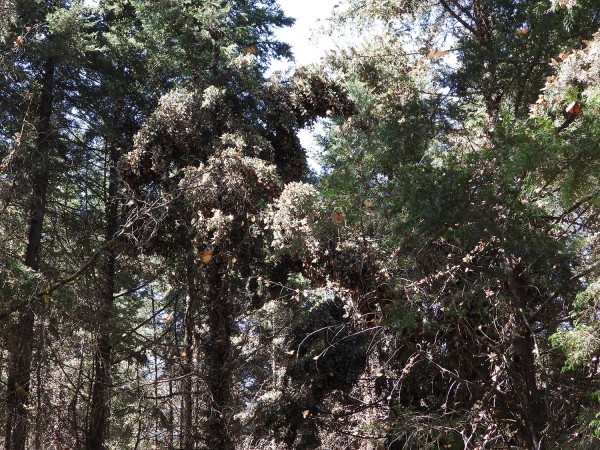 Colony of monarchs in Las Canoas