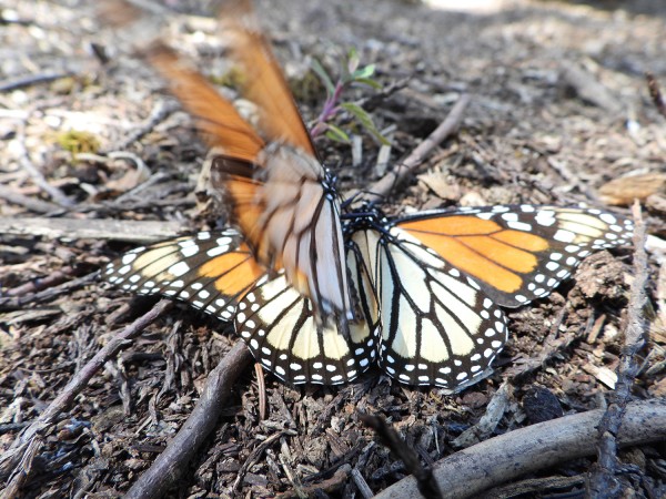 Mating monarchs at Cerro Pelon Sanctuary