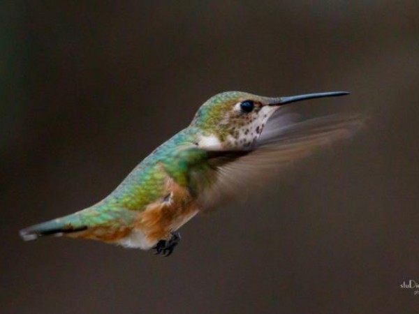 Rufous Hummingbird 