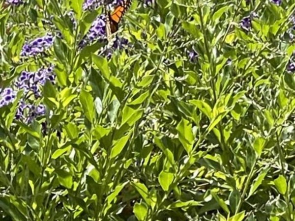 Monarch in California