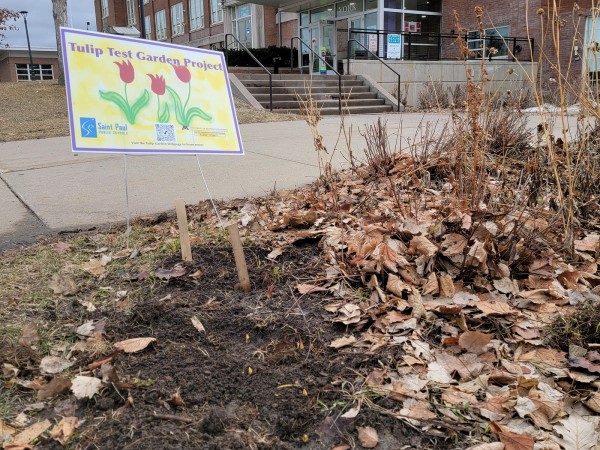 Tulips emerging in Minnesota