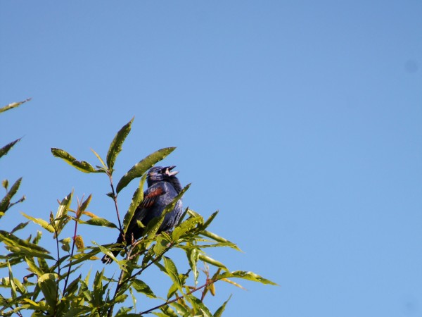 Blue Grosbeak