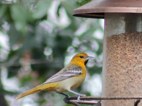 Bullock's Oriole