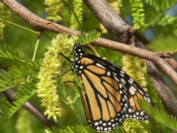 Monarch in California