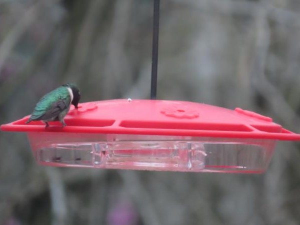 Ruby-throated Hummingbird