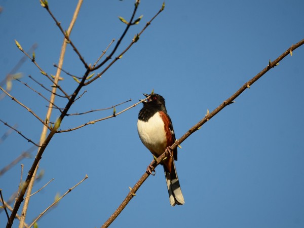 Eastern Towhee