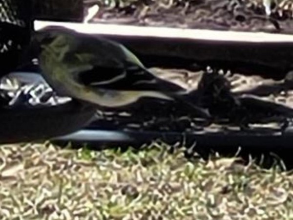 female or immature Baltimore Oriole