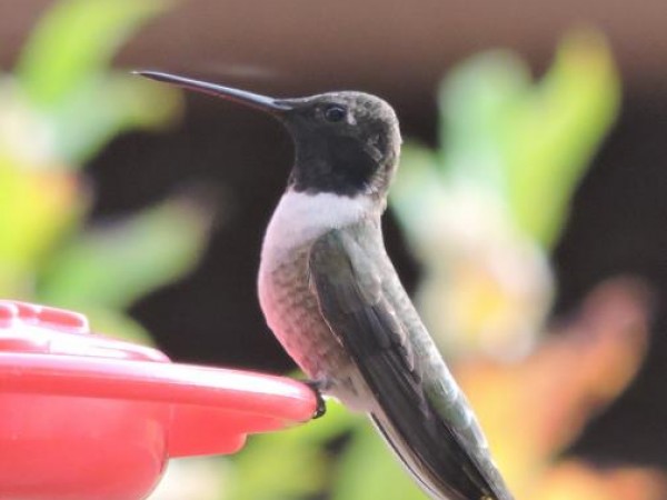 Black-chinned Hummingbird
