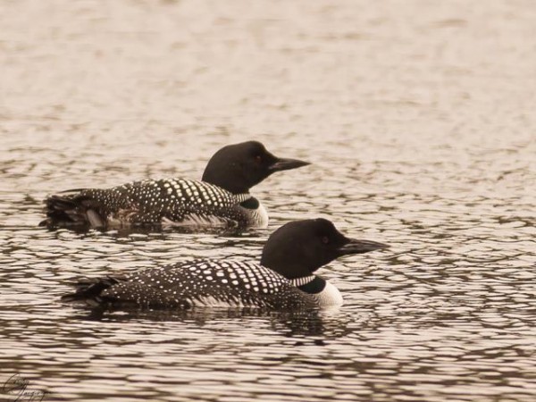 Common Loons 