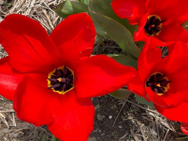 Tulips blooming in Maine