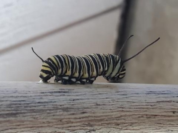 Monarch caterpillar