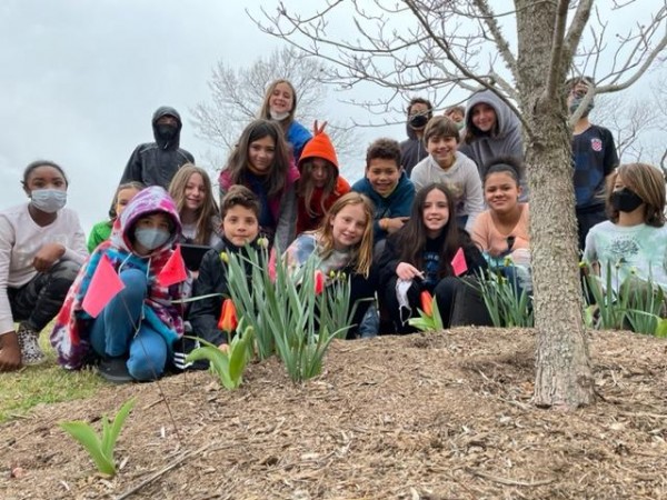 Tulips blooming in Virginia