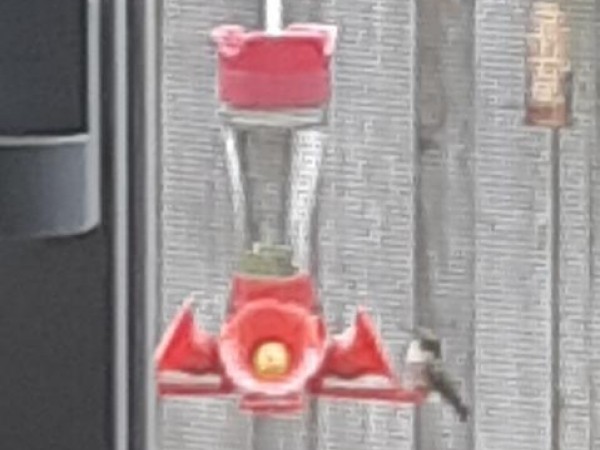 Ruby-throated Hummingbird