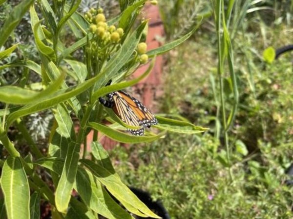 Monarch in California