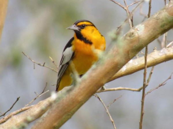Bullock's Oriole
