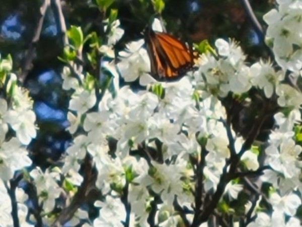 Monarch in Kansas