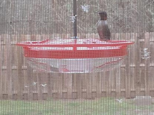 Ruby-throated Hummingbird