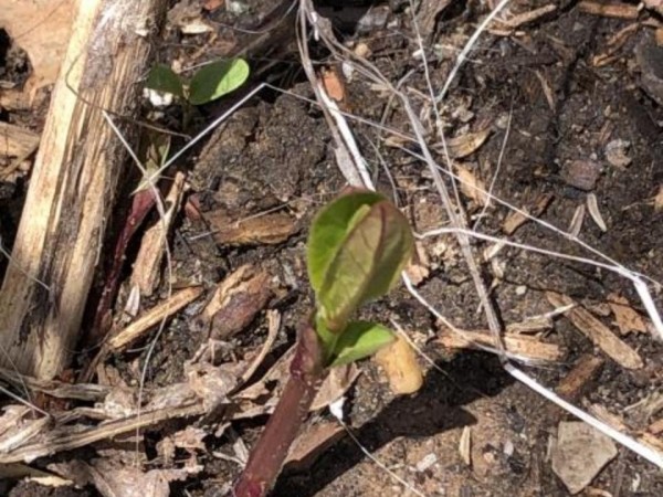 Swamp Milkweed