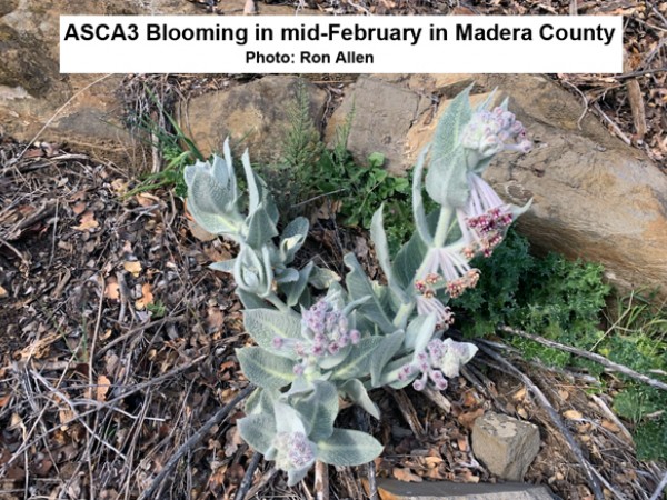 California Milkweed blooming